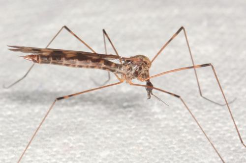 Réf. 322 131 : Limonia hercegovinae